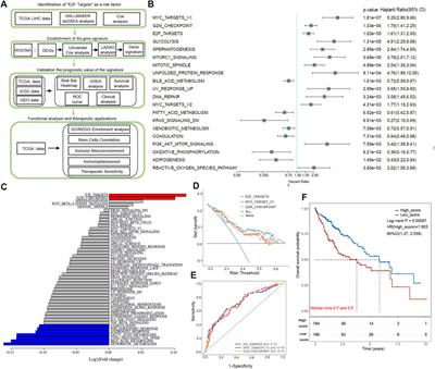 Three E2F target-related genes signature for predicting prognosis, immune features, and drug sensitivity in hepatocellular carcinoma